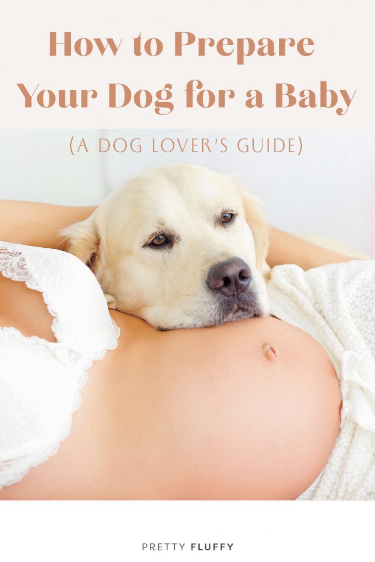 How to Prepare Your Dog for a Baby (a Dog Lover's Guide) Pretty Fluffy