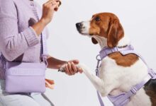 wild one - best dog pouch