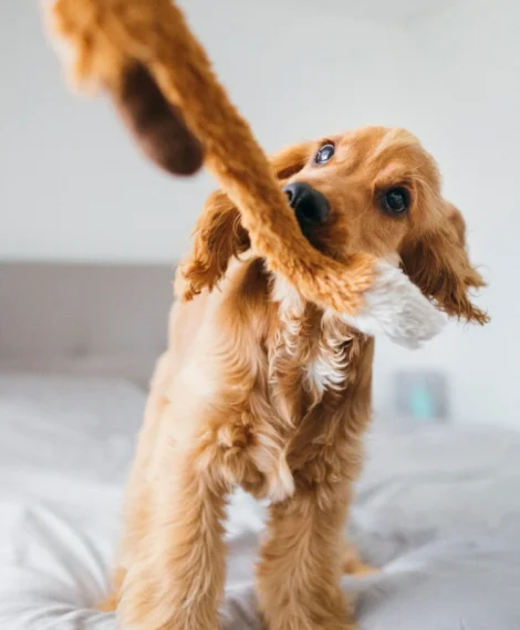 Puppy playing with toy - how to stop resource guarding in dogs