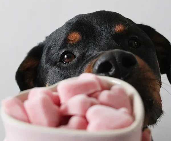valentines-frozen-treats-zara