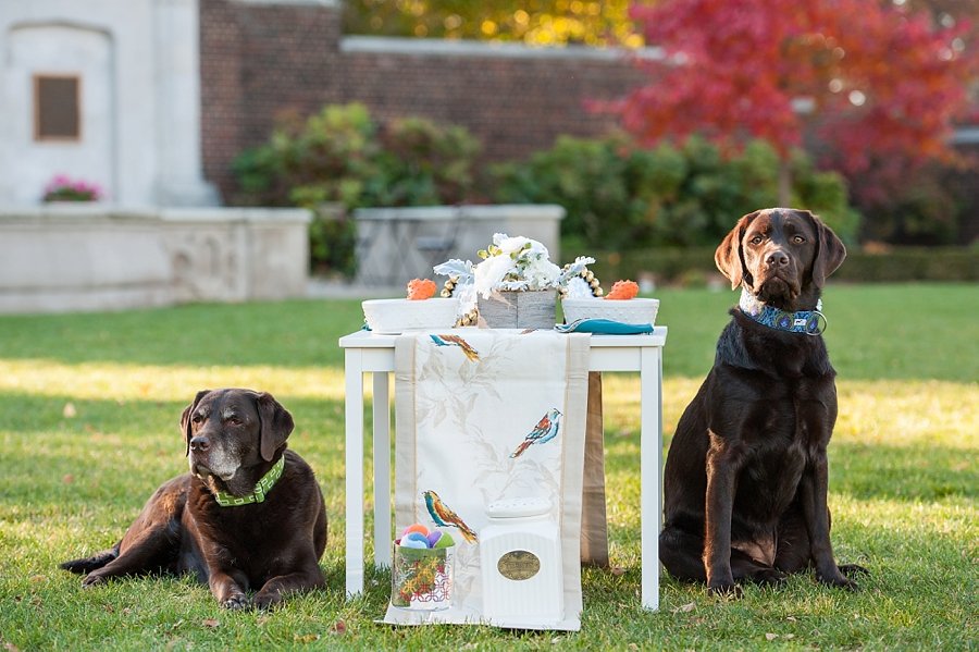 Dog Birthday Party by Jenny Karlsson Photography - fun and stylish ideas for your pet birthday party | Pretty Fluffy
