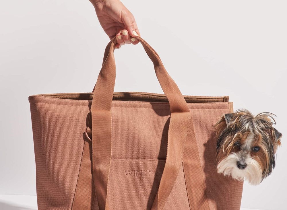 Introducing Your Dog to a Carrier