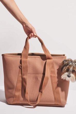 Introducing Your Dog to a Carrier