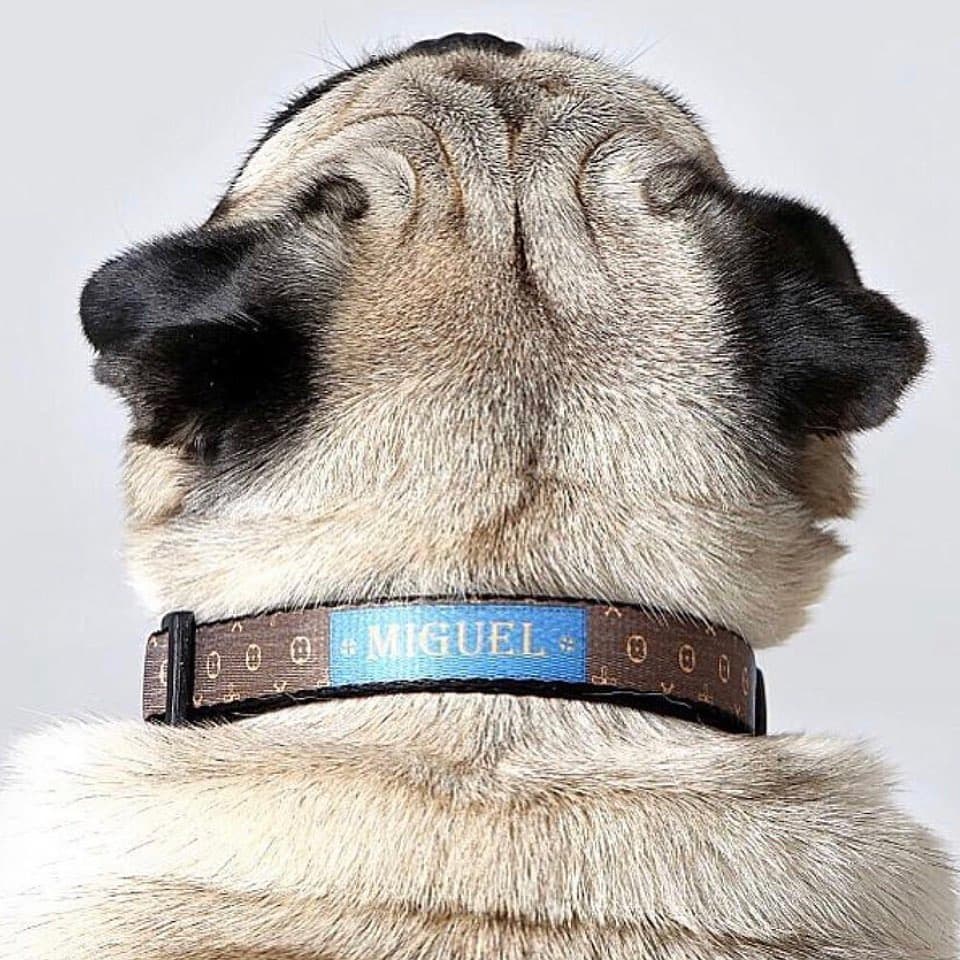 Behind the Brand:ID Pet People