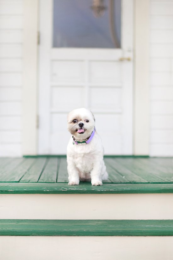 Summer Tips for Dogs: 10 Ways to Keep your Dog Cool in Summer