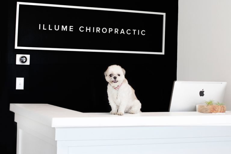 5 Tips for Bringing Your Pup to a Dog-Friendly Office