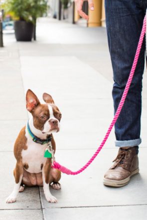 DIY Dip Dyed Rope Leash