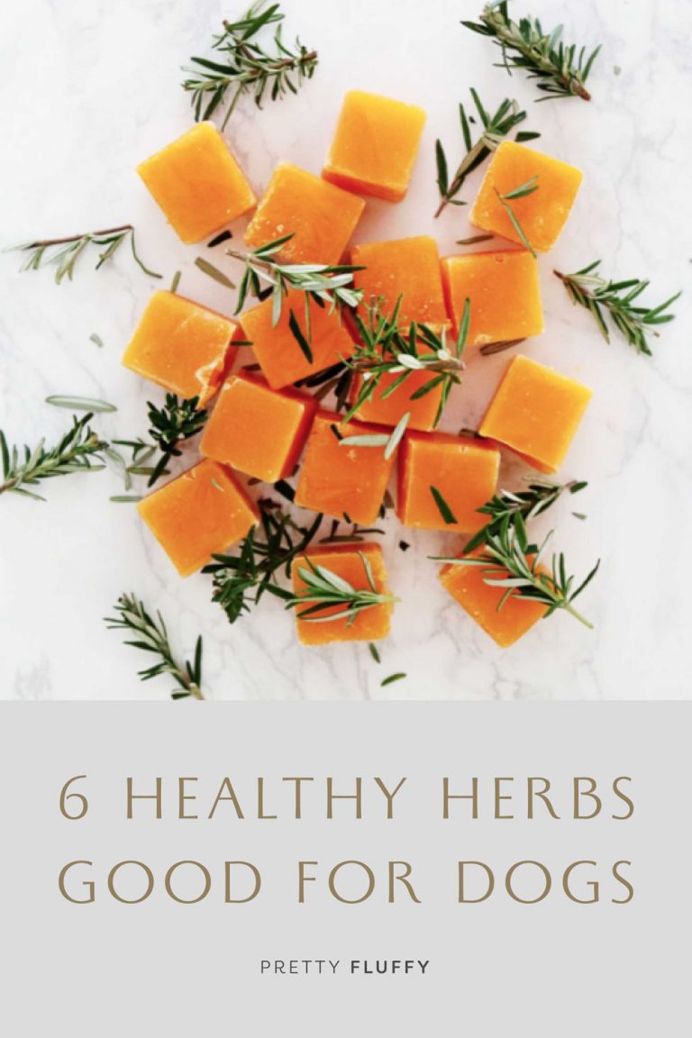 6 Healthy Herbs Good for Dogs Pet Health & Wellbeing Pretty Fluffy