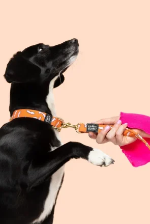 Bacon dog collar by Helen Penny 3