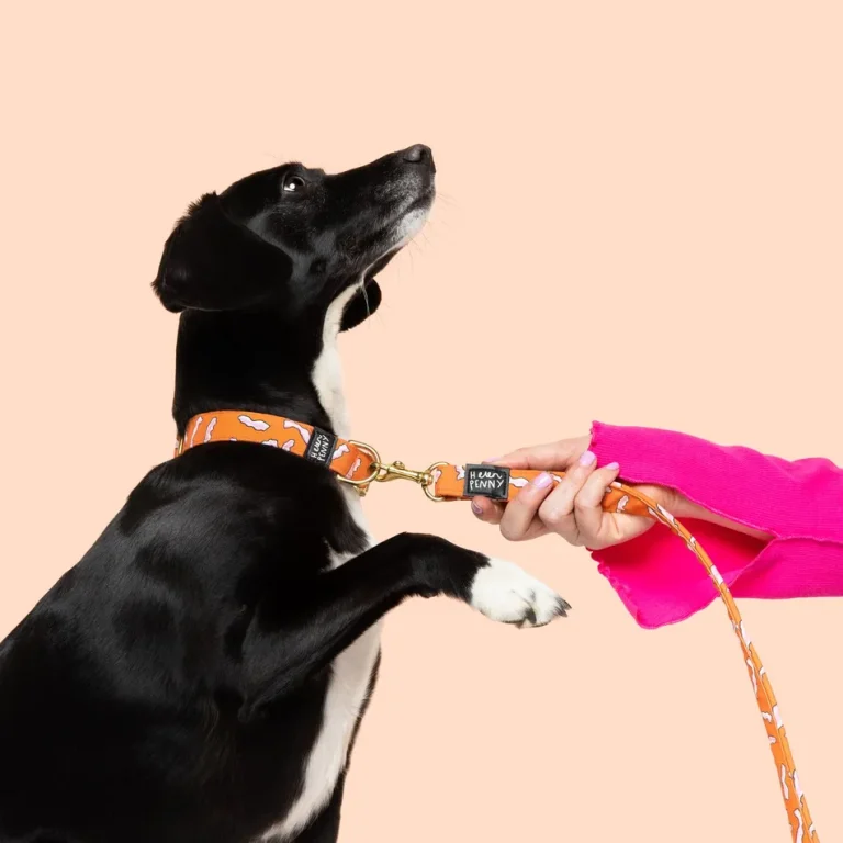 11 Fun & Bright Dog Collars for Funky Pups