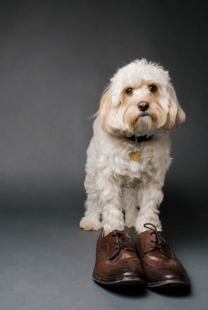 Shoe Dogs by McCartneys Dog Photography