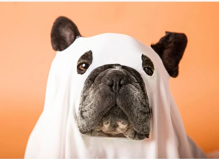 5 Simple Halloween Pet Safety Tips