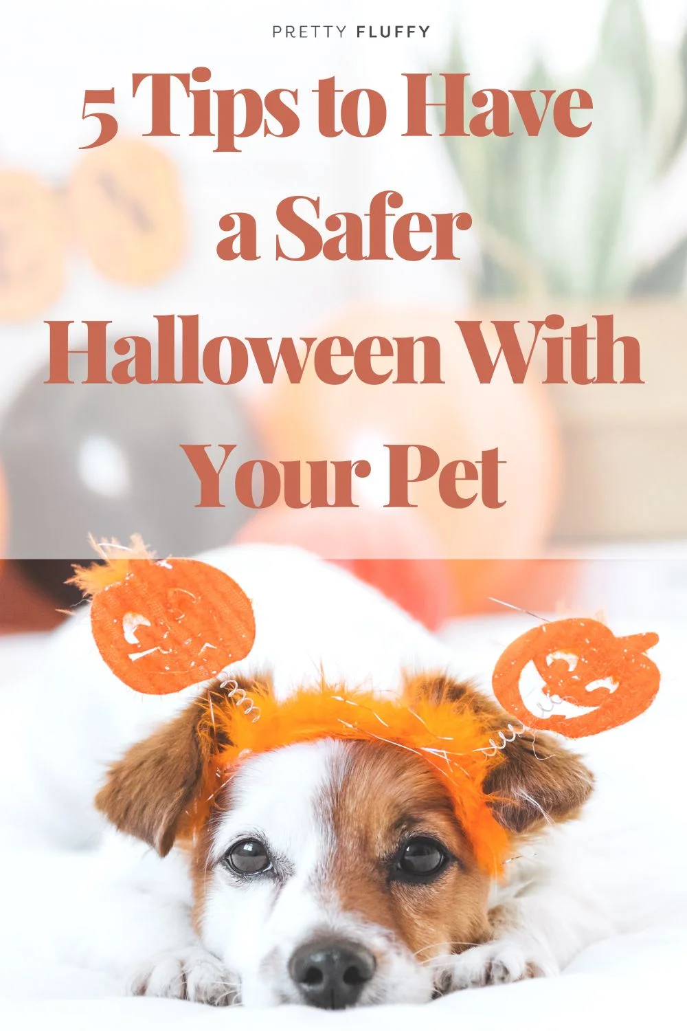 Tips for a Safer Halloween With Your Pet3