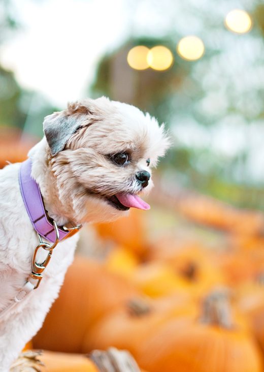 15 easy DIY Halloween dog costumes and fun projects for dog lovers - including full tutorials and photos for the perfect Halloween!