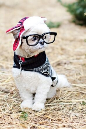 How to Prepare for a Pet Photo Session