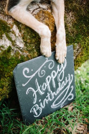 10 Tips for Themed Pet Photoshoot