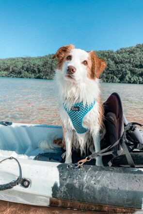 A look behind the scenes with lifestyle pet brand, DOOG and how they became one of the world’s leading brands for outdoor and active gear for dog owners.