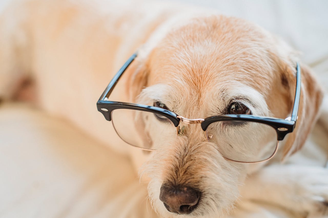Quiz: How Smart Is My Dog? 