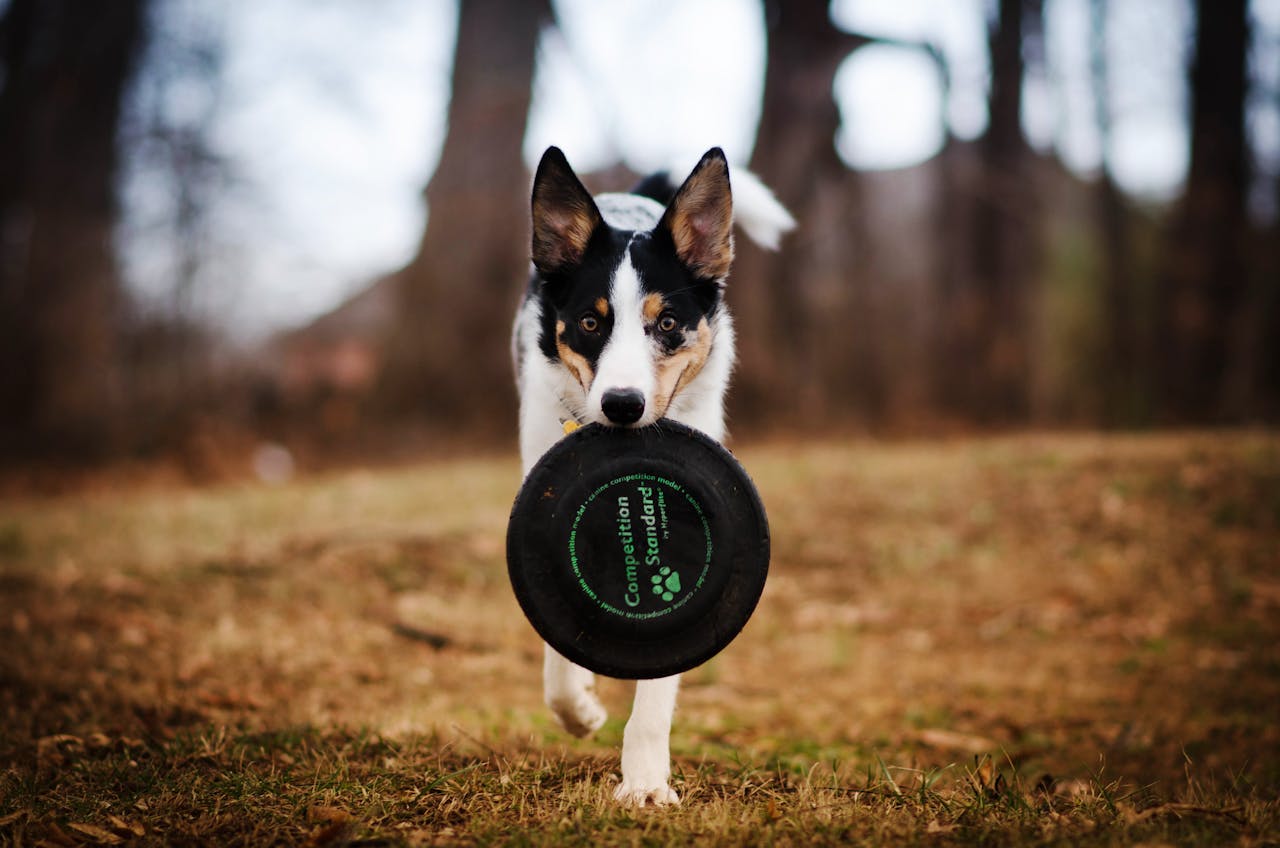 signs of a smart dog