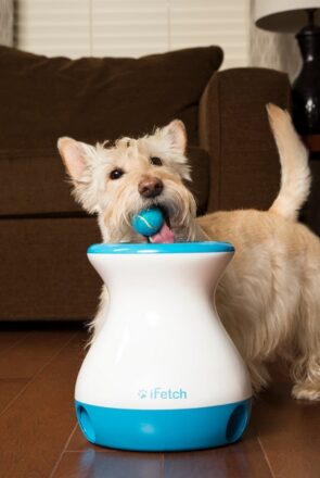 Full review of the iFetch Frenzy, iFetch Too and iFetch Original automatic ball launchers and fetch dog toys. Includes which toy is right for your dog!