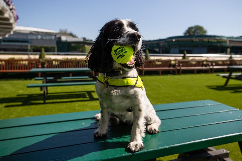 wimbeldon dogs