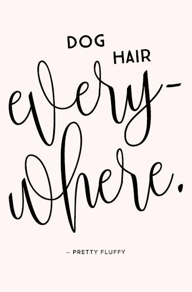 'Dog Hair Everywhere' Free Dog Desktop Wallpaper & Screensaver