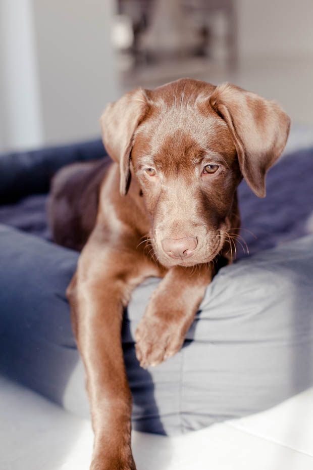 A Welcome Home Puppy Party by Kiss from Fleur