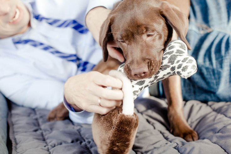 A Welcome Home Puppy Party by Kiss from Fleur