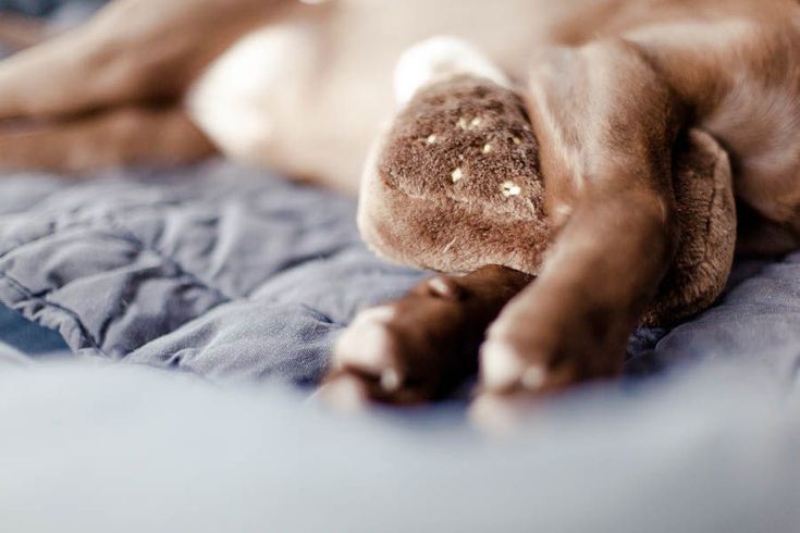 A Welcome Home Puppy Party by Kiss from Fleur