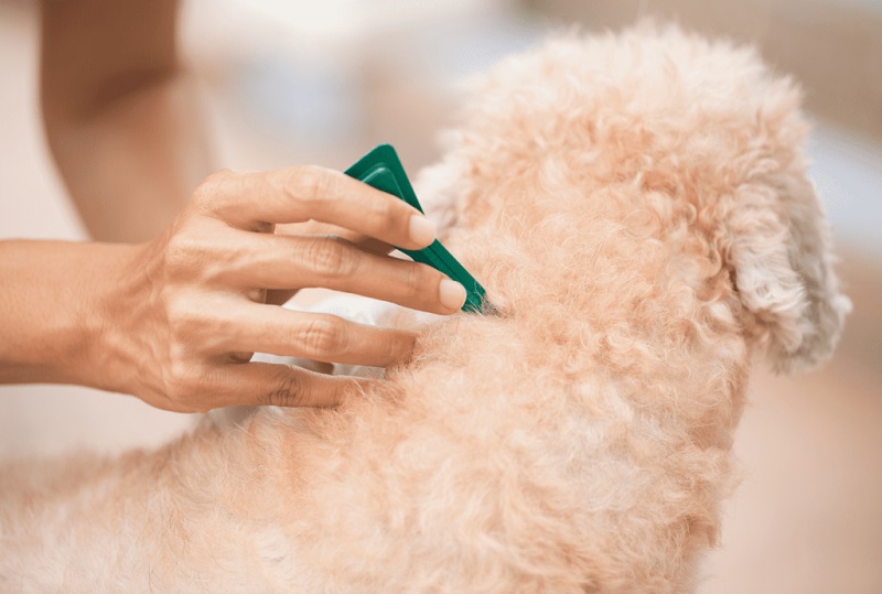 Flea and Tick Prevention for Dogs: How to Protect Your Pup