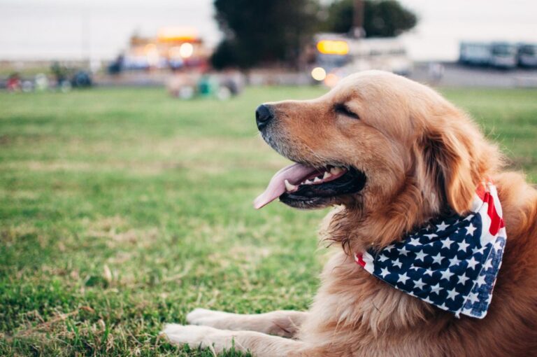 Our Top Tips for Glamping with Dogs
