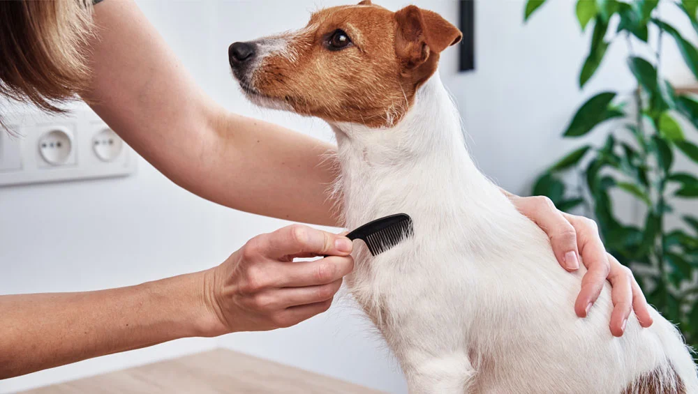 Flea and Tick Prevention for Dogs: How to Protect Your Pup
