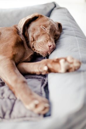 The cutest way to welcome a new puppy home - including homemade dog treat recipes, choosing a puppy bed and capturing your new puppy in precious photos.