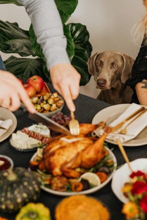 Give thanks to the furry friends in your life, with our top gift picks, tips and tricks for a happy and safe Thanksgiving for dogs.