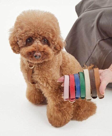 MIA COOSH Dog Collar