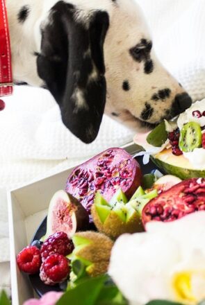 What fruits can dogs eat? Superfood fruits for dogs