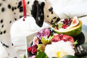 What fruits can dogs eat? Superfood fruits for dogs