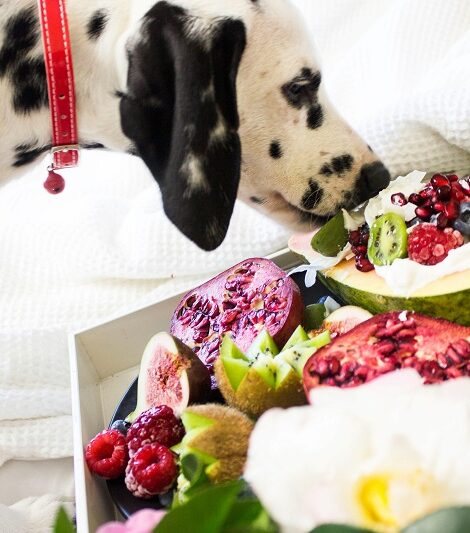 What fruits can dogs eat? best fruits for dogs
