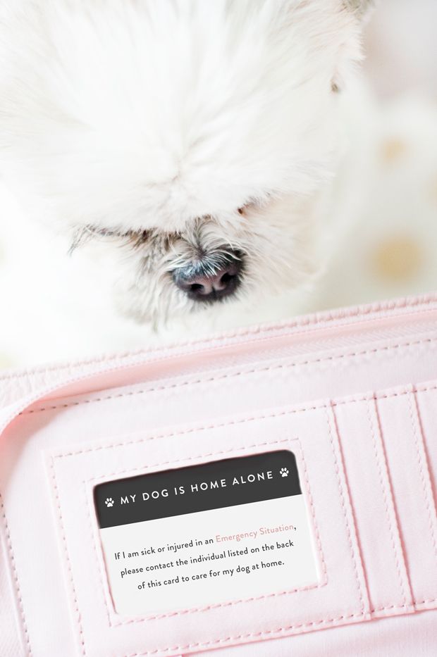 My Dog is Home Alone Card