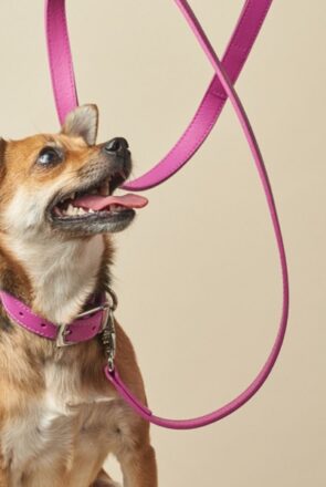 BOco Dog Collars and Leads