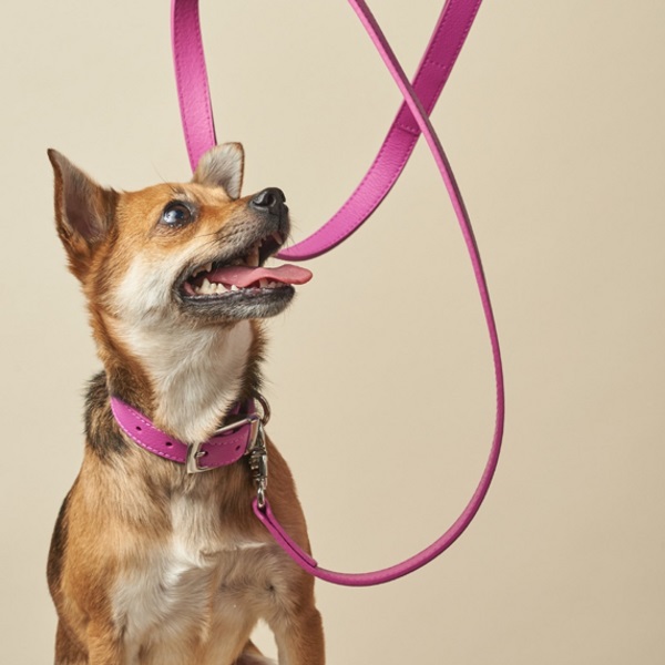 BOco Dog Collars and Leads