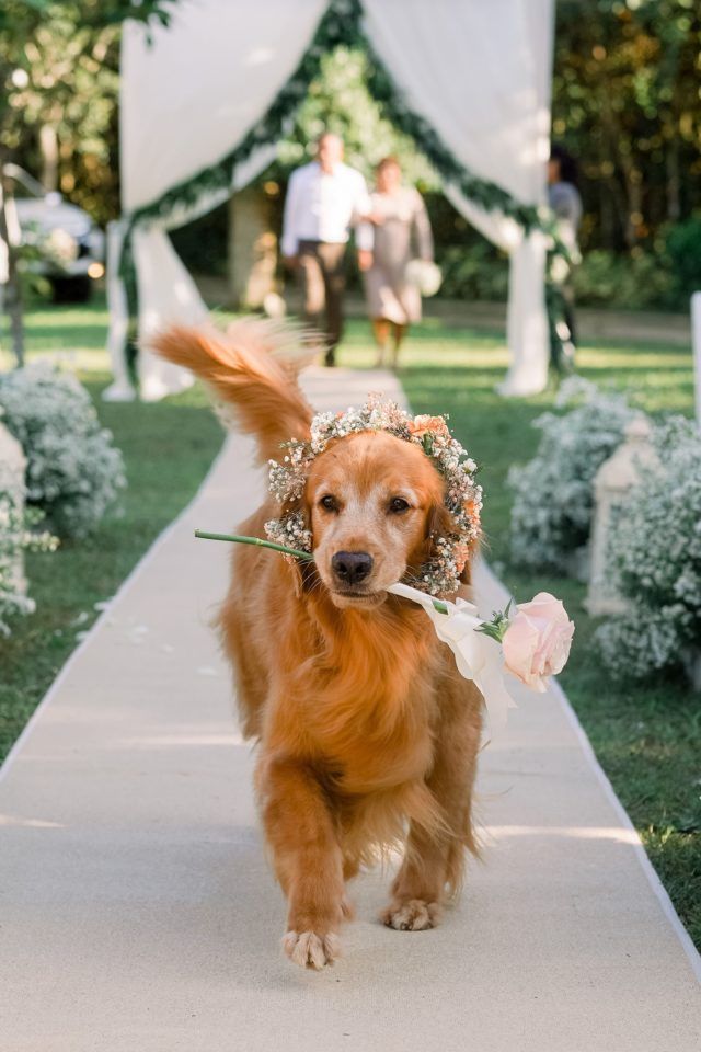 dog wedding photos