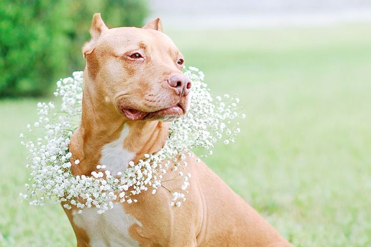 diy dog flower collar for your wedding