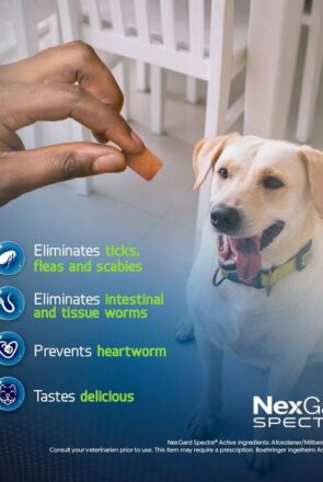 nexgard for dogs