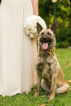 Tips for To Include Your Dog in Your Wedding Day