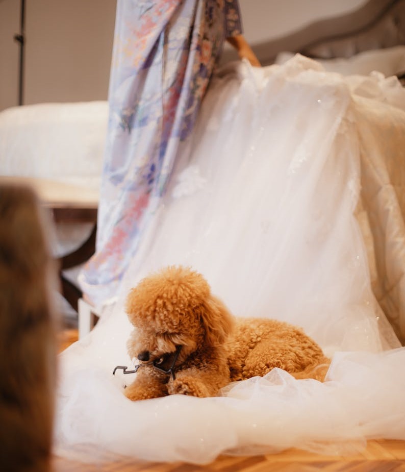 The Guide to Cute Dog Photos at Your Wedding