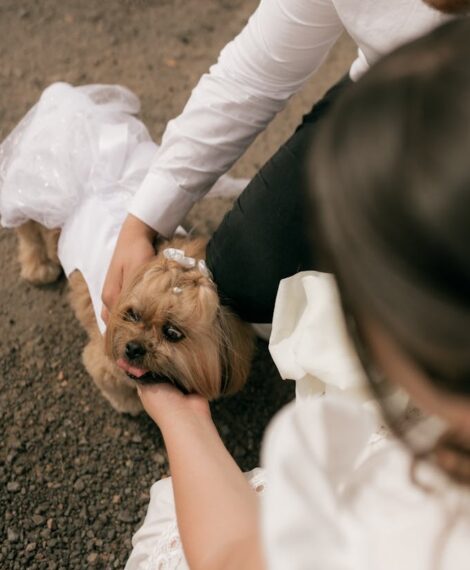 Small dog in a white wedding dress and pearl bow being petted by a bride and groom for cute wedding photos.
