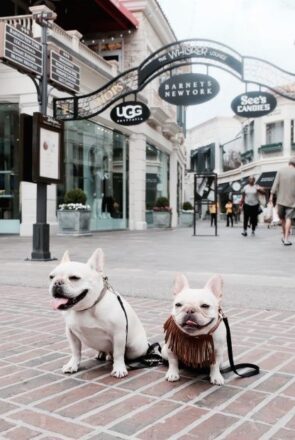 Dog Friendly Los Angeles City Guide: Where to stay, play, and dine when you're visiting LA with your dog.