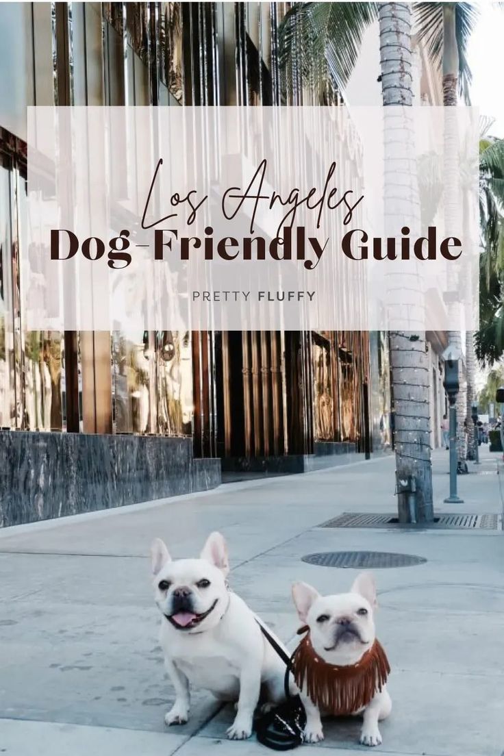 Dog Friendly Los Angeles City Guide: Where to stay, play, and dine when you're visiting LA with your dog.