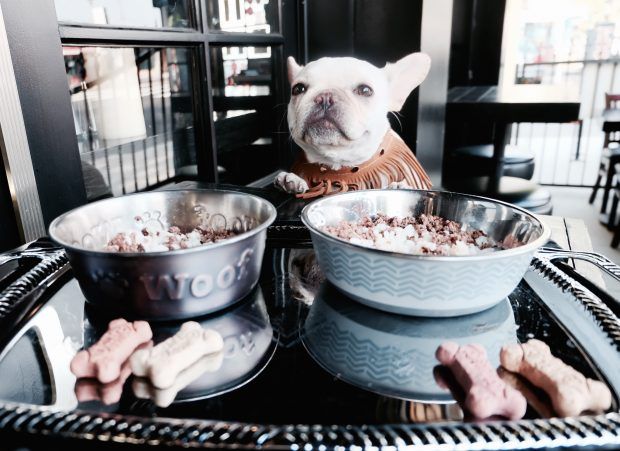 Dog Friendly Los Angeles City Guide: Where to stay, play, and dine when you're visiting LA with your dog.